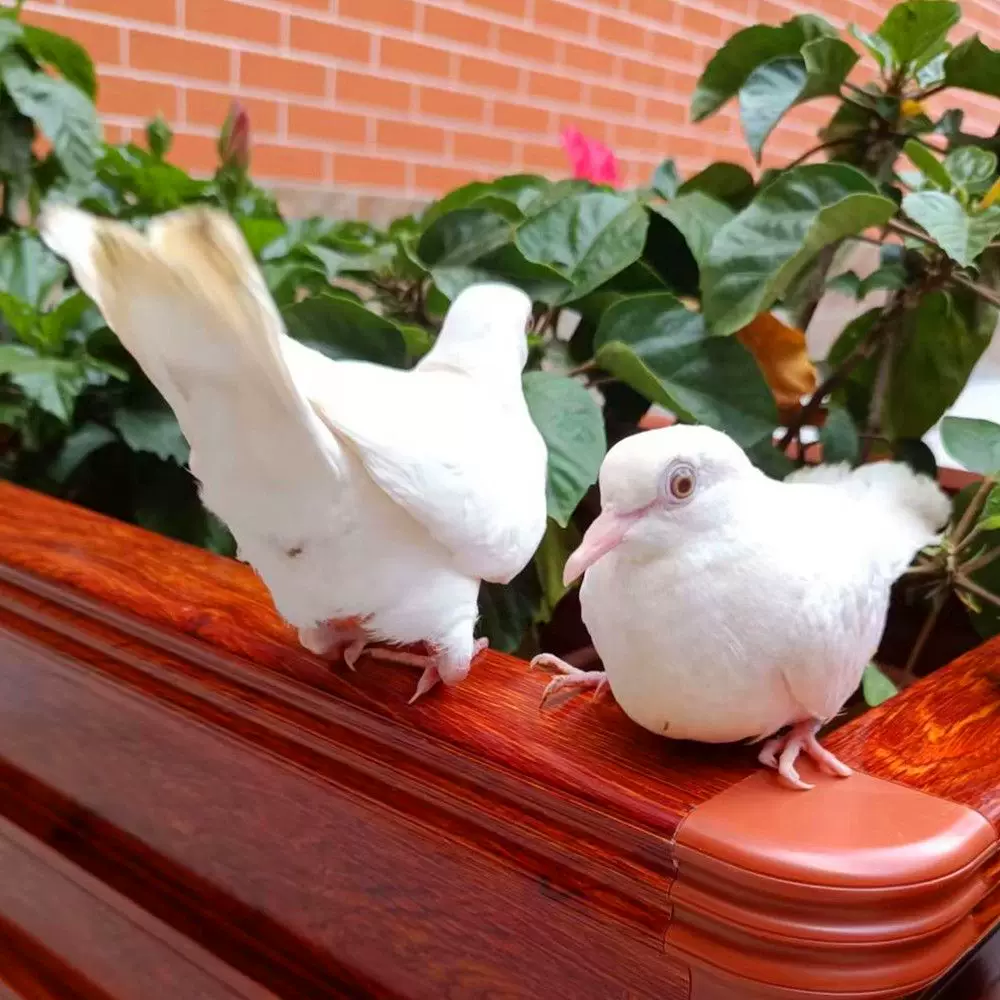 Magic pigeon living small pigeon live body ornamental pigeon performance pigeon square pigeon magician