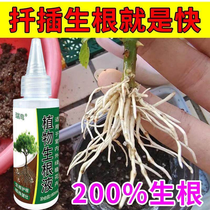 玫瑰生根:哪种生根剂最有效?-商品-淘宝百科网