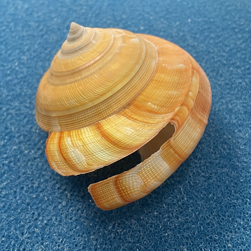 Temple Town Old Man Conch 79mm Natural Conch Shell Specimen Temple Town Old Man Conch 79mm Natural Conch Shell Specimen