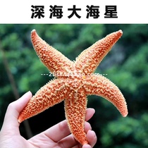 South Australia specialty wild sea star dried food Natural sea star edible sea star bubble wine soup ingredients 500g35