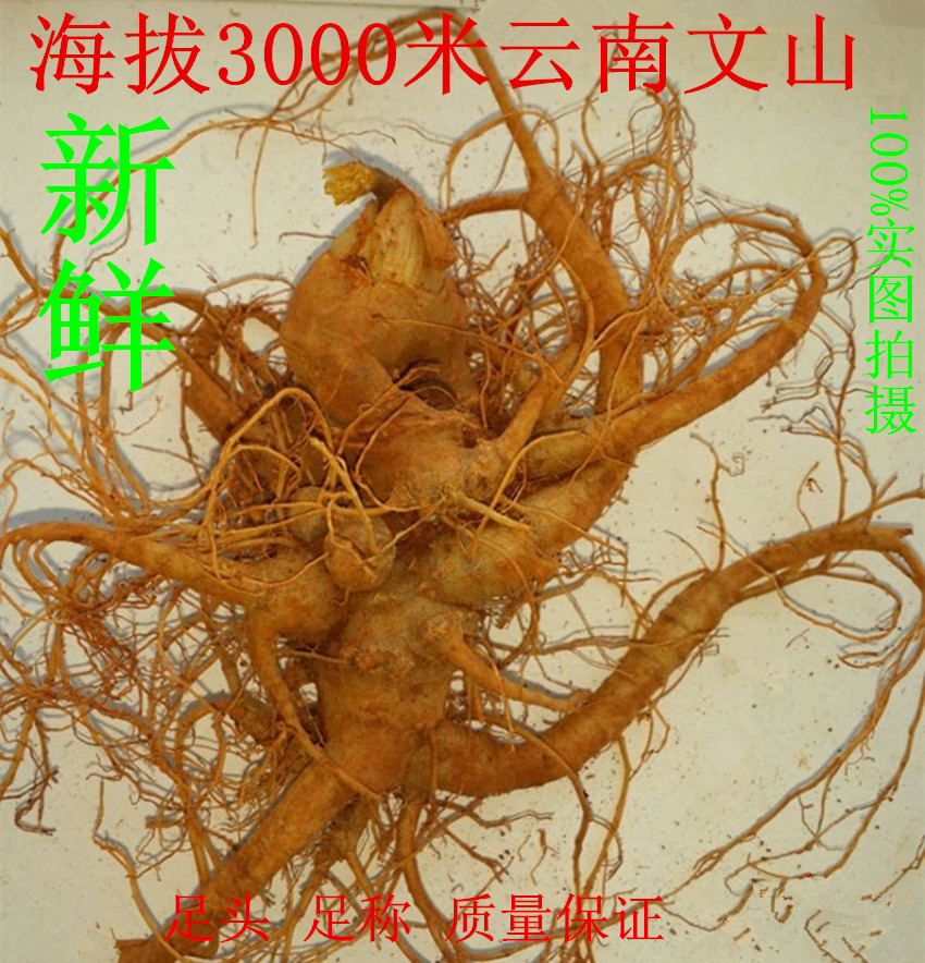 3000 meters above sea level, Wenshan, Yunnan, Zhao Laoda's original ecological fresh Panax notoginseng 10 heads 30 heads 20 raw Panax notoginseng heads