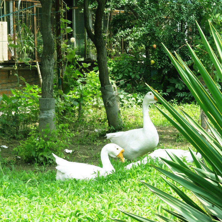 siège enfants pour vélo - Ref 2426151 Image 19