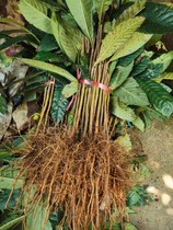 Loquat bud Miao Miao loquat Miao loquat Miao loquat seedlings 1 year Miao 2 years Miao loquat grafted rootstock