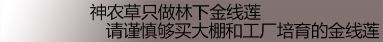 建林下金线莲干品叶子250克养生茶礼盒装