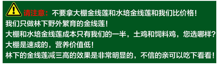 建林下金线莲干品叶子250克养生茶礼盒装