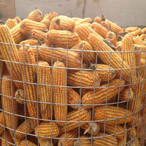 Ring corn barbed wire fence breeding nets Chicken Protective Netting Galvanized Iron Mesh Steel Wire Mesh Guard Mesh Sepvincia