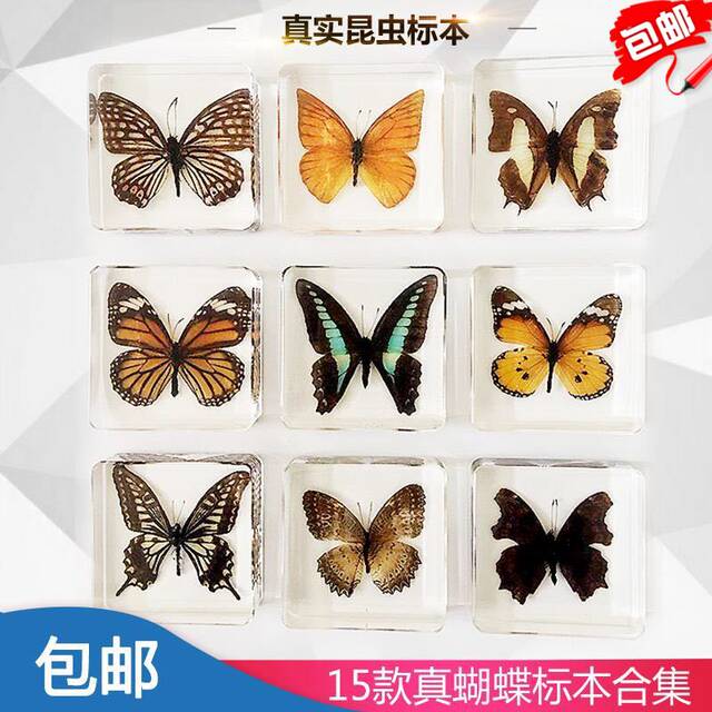 Animal specimen kindergarten teaching real resin butterfly