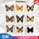 Animal specimen kindergarten teaching real resin butterfly