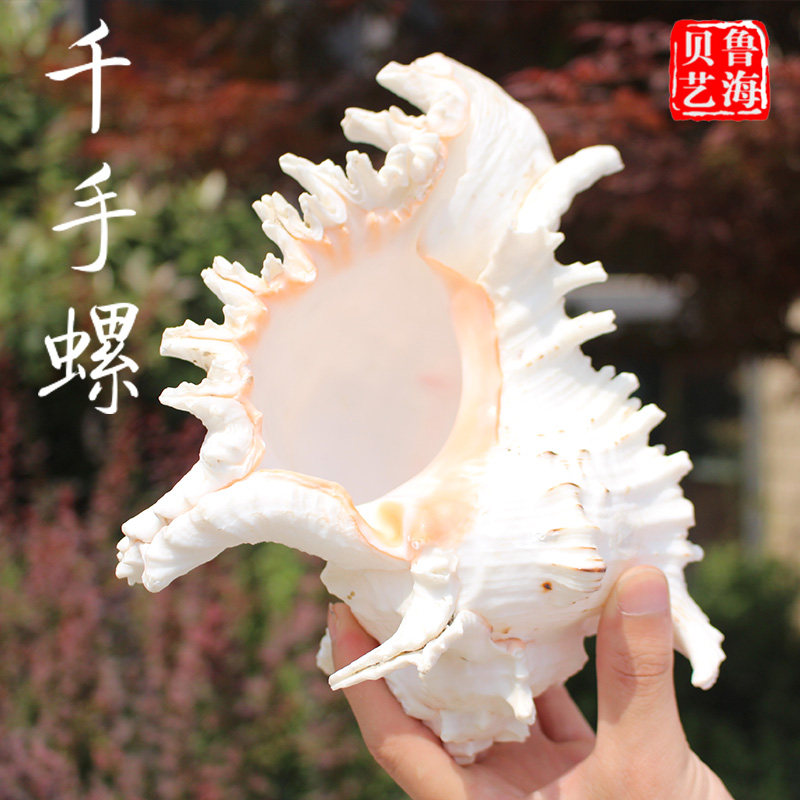 天然超大海螺贝壳千手螺 水族鱼缸造景装饰摆件 婚庆家居鱼缸
