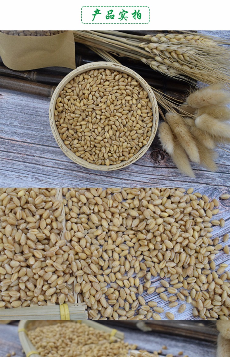 Cát hạt giống cỏ lúa mì hạt giống thủy canh đất trồng cỏ mèo hạt giống để bóng tóc mèo mèo ăn nhẹ 500g - Đồ ăn nhẹ cho mèo mèo ăn hạt có tốt không