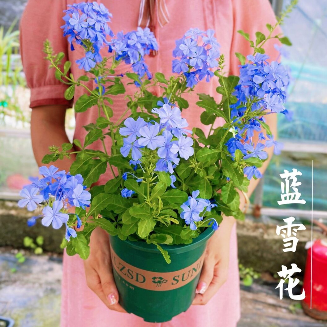 淘绿植满意店
