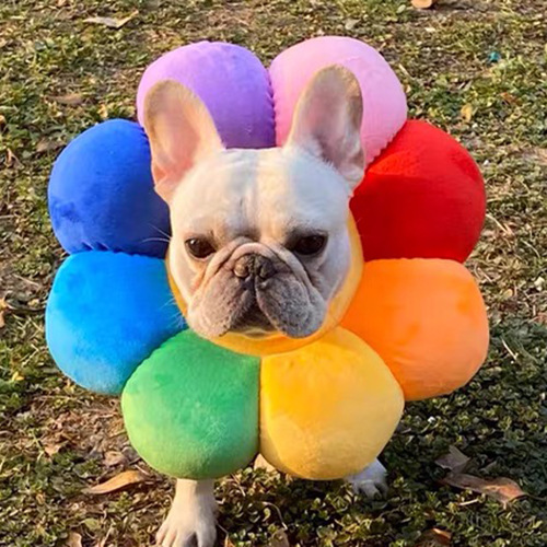 Farhopper Kirky Dog Kitten Neuter Elizabeth Circle Sun Flower headgear Pets to blame for the trembling sun flower props-Taobao
