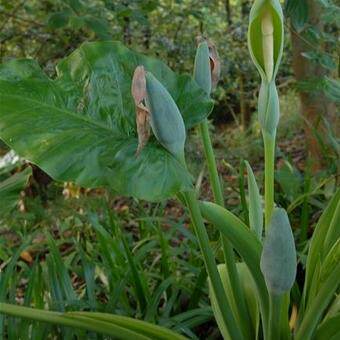 新鮮海芋野芋頭山芋頭滴水觀音觀音蓮芋頭500克順豐航空