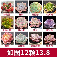 12 Бутик сочные модели B [доставка по картинку]