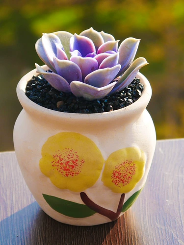 Purple Parl Red Heart Lotus Cuvulent Plant Комбинированная комбинация маленький цветок с горшечным пакетом.