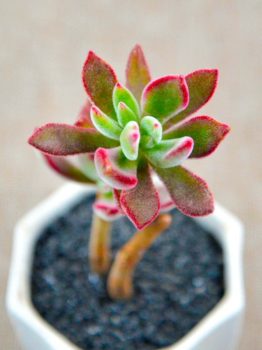 Сочные растения в помещении комбинация Jinhuang Star Flower Flower Awomm Potted Paclates Package Dest. Новый горшок содержит горшки с почвенными зелеными растениями