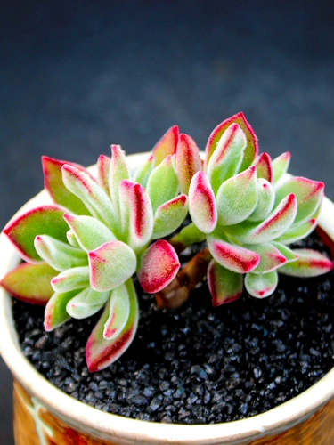 Сочные растения в помещении комбинация Jinhuang Star Flower Flower Awomm Potted Paclates Package Dest. Новый горшок содержит горшки с почвенными зелеными растениями
