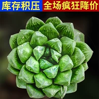 Golden Jingzhi 4-6 см.
