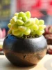 Товары от chenhongjuan4856