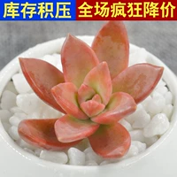 Orange Mingyue 3-5 см, одиночное растение