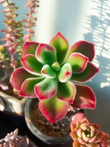 Сочные растения в помещении комбинация Jinhuang Star Flower Flower Awomm Potted Paclates Package Dest. Новый горшок содержит горшки с почвенными зелеными растениями