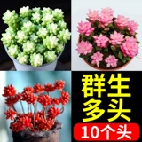 Группа сочных растений, поли, старая куча, персиковое яйцо нефрито