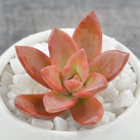 Orange Mingyue 3-5 см, одиночное растение
