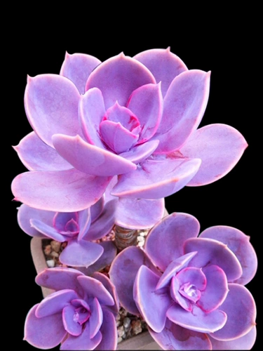 Purple Parl Red Heart Lotus Cuvulent Plant Комбинированная комбинация маленький цветок с горшечным пакетом.