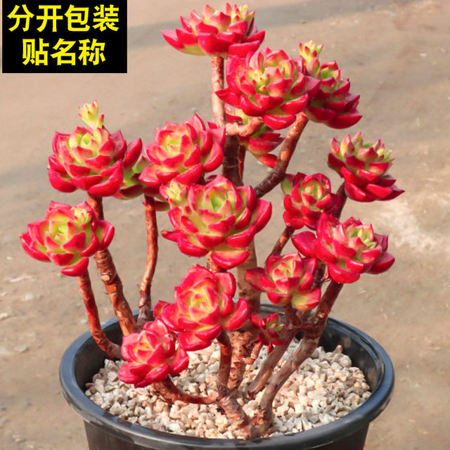 ພືດ succulent Flame Tia succulent ແມ່ນກຸ່ມຂອງພືດທີ່ມີອາຍຸສູງທີ່ມີຄ່າສູງທີ່ມີດອກໄມ້ potted ໃນລົ່ມແລະຕົ້ນໄມ້ສີຂຽວທີ່ມີຂະຫນາດໃຫຍ່ແລະງ່າຍຕໍ່ການຮັກສາ.