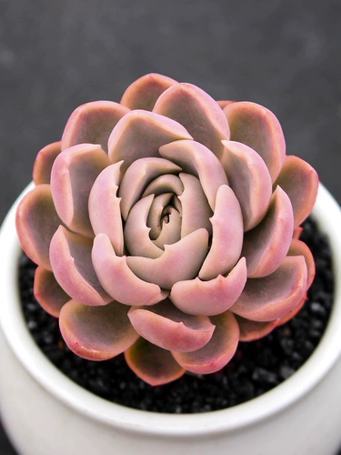 Сочные растения в помещении Комбинированные маленькие цветы в осеннем горшке посадки столы с льдом из сливы, новые зеленые растения с горшками с горшками