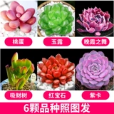 Сочные растения в горшке в горшках с горшками Большой и хорошей кормление ценностное бутик старый балкон балкон с высоким высоким цветом зеленого растения