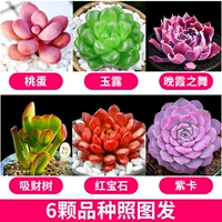 6 видов суккулентов бутика [доставка по картинке]