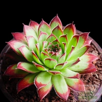 Арбуз Red Guanyin Lotus 3-5 см, одиночное растение