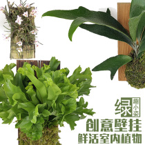 Wall-mounted antler Fern strange lazy plant wooden board epiphytic orchid indoor foliage flowering small hanging basin Wolftail Fern