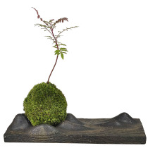 Rubber tree Diamond Moss Jade potted Moss micro landscape landscaping indoor shade-resistant desktop bonsai mini plant