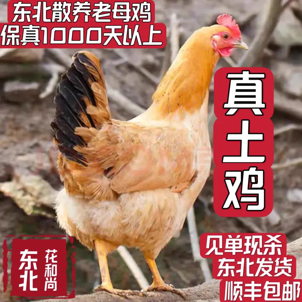 正宗东北散养土鸡为何备受推崇？营养价值和口感如何？-整鸡整鸡制品-淘宝好物网