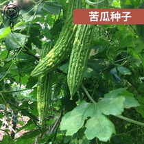 The Shepherd High Yield Oil Green Bitter Melon Seed Seed Vegetable Seed All Season of Delicious Bitter Melon Seeds