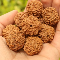 Wangchi Nepal Burst Donkey Kong Bodhi 5 5 6 six-petal currency raw seeds scattered beads wholesale Buddha beads male hand string