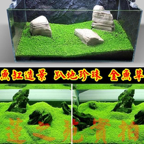 Climbing dwarf pearl crawling ground pearl aquatic grass seed goldfish goldfish algae digging ear grass aquarium water grass lying ground Jane g