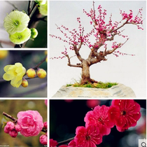 Four seasons plum blossom potted sapling plum red plum bonsai with flower buds cold-resistant flower viewing plants indoor strong fragrance type