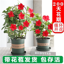 Wanli fragrant Vine four-season flower fragrant vine flower potted fragrance climbing wall flower climbing outdoor plant flower garden