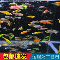 Zebrafish live small good raise of living fish Freshwater Fish Lower Cubs Manic Fish Peacock Fish Cold Water Fish To Watch The Fish Live