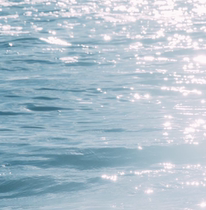 Puff Cat丨The longing of the sea is endless