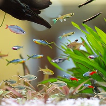 Small lamp family group swimming fish Swallow fish Tropical ornamental Fish Pauline lamp water plant tank traffic light fish live freshwater good breeding