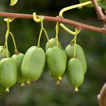 Dog jujube Soft jujube kiwi Two-year potted fruit tree fruit seedlings results of the year Self-pollination Garden liana