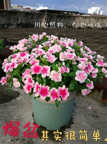 Catharanthus blossoms Four Seasons plum potted plants with flowers with flower buds courtyard living room potted flowers blossom in four seasons