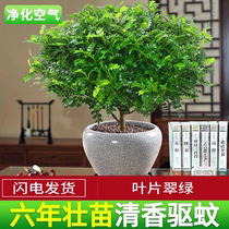 Mosquito Repellent Grass Plant Outdoor Mosquito Repellent Grass Potted Plant Thousands Of Eyes Clear Aroma Pepper Wood Plant Indoor Flowers Night to fragrant flowers
