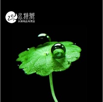 Aquarium township] Imported mushroom grass in the back of the water grass landscaping copper money grass underwater grass is very beautiful water grass 