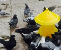 Farm supplies Little chicken duck goose quail pigeon slot feeder sink feeder chicken bucket