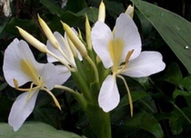 Fresh wild ginger flowers flower picking 18 yuan flower arrangement Jiangsu Zhejiang Shanghai and Anhui Zhongtong group purchase